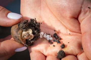 A snail laying eggs, caviar in a soil nest. Close-up demonstration of white eggs of edible snails on a woman's palm. Edible snail farm, growing mollusks. Helix Aspersa Muller, Maxima Snail