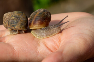 Snails close-up on the open palm of a woman’s hand. Edible snail farm, growing mollusks. Helix Aspersa Muller, Maxima Snail