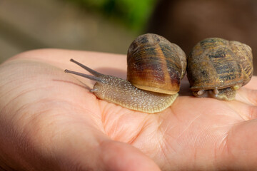 Snails close-up on the open palm of a woman’s hand. Edible snail farm, growing mollusks. Helix Aspersa Muller, Maxima Snail