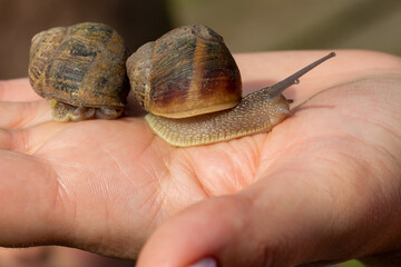 Snails close-up on the open palm of a woman’s hand. Edible snail farm, growing mollusks. Helix Aspersa Muller, Maxima Snail