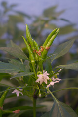 Capsicum annuum plant in bloom. Chili pepper cultivar with white flower and green fruit.