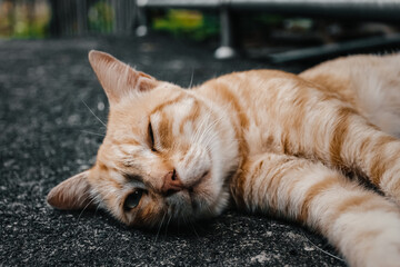 Playful Orange Cat Lying Down and Winking