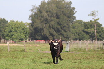 Long Horn Dairy Cow Walking in Field