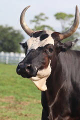 Long Horned Brown and White Dairy Cow