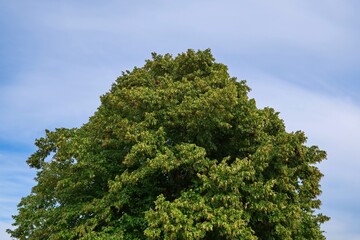 Huge linden tree against the sky.