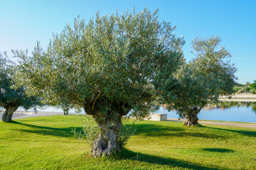 A large and old olive tree in the Mediterranean.