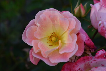 pink and yellow flower