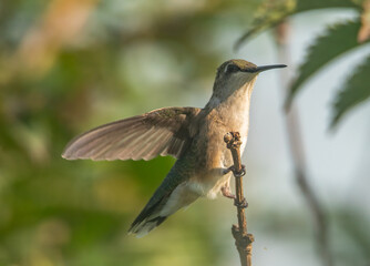 Close up of female ruby throated hummingbird
