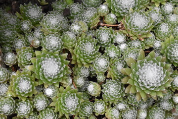 Cobwebs on succulent plants
