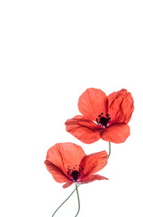 The isolated red poppies