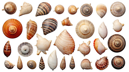 Set/Collection Of Small Sea Shells A Conch And Seashells Isolated Over a PNG Transparent and White Background

