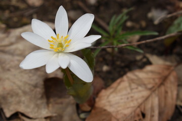 white spring flower