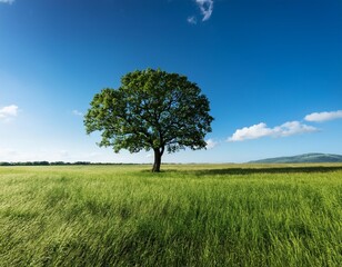 Fototapeta premium A tree stands tall in the middle of a vast grassy field under the clear blue sky.