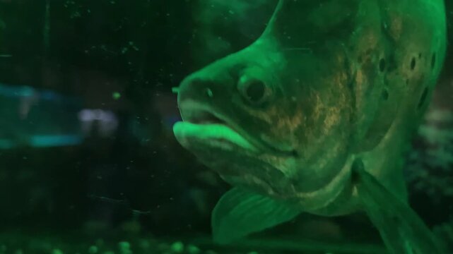 fish indian knife C. chitala main species confused with this species is C. ornata clown featherback or clown knifefish a Southeast Asian. The true C. chitala is very rare