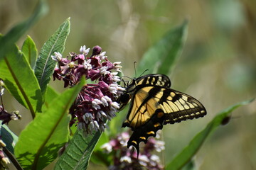 butterfly on a flower