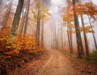 Obraz premium A dirt path winds through a dense forest, shrouded in a misty fog. Tall trees with vibrant orange leaves line the path, creating a scenic autumn scene