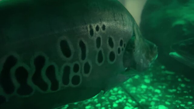 fish indian knife C. chitala main species confused with this species is C. ornata clown featherback or clown knifefish a Southeast Asian. The true C. chitala is very rare