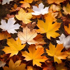 Fototapeta premium A close-up view of a patch of colorful autumn leaves scattered on the ground, showcasing yellow and white maple leaves