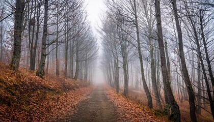 Obraz premium A narrow path through a forest of bare trees on a foggy autumn day