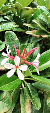 Red Champa flower