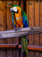 parrot tropical bird color wildlife
