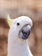parrot tropical bird color wildlife