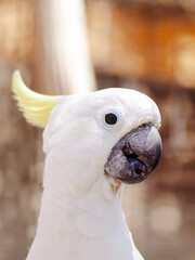 parrot tropical bird color wildlife