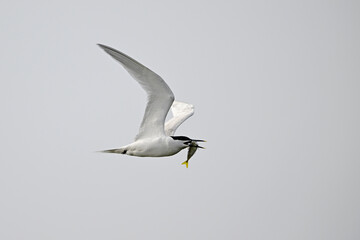 Brandseeschwalbe mit erbeutetem Fisch im Schnabel // Sandwich tern with a fish as prey (Thalasseus sandvicensis) 
