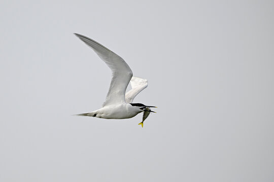 Brandseeschwalbe mit erbeutetem Fisch im Schnabel // Sandwich tern with a fish as prey (Thalasseus sandvicensis) 