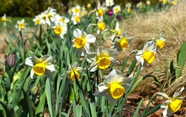 daffodils in spring