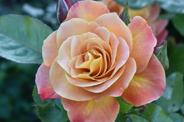 Yellow and Pink Rose