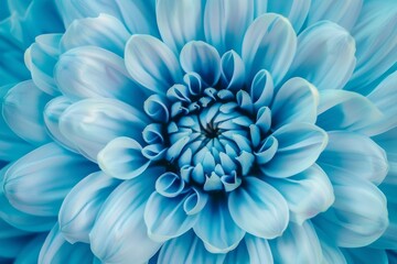 Obraz premium A mesmerizing close-up of a blue dahlia, showcasing its intricate petals and delicate textures in full bloom.