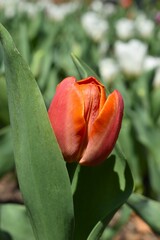 Red Tulip