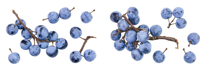 Fresh blackthorn berries with twig, prunus spinosa isolated on white background. Top view. Flat lay