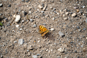 close-up of a Wall brown butterfly (Lasiommata megera)