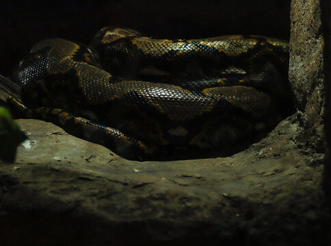 snake python reptile scales reticulated