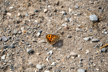 close-up of a Wall brown butterfly (Lasiommata megera)