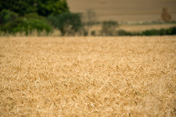Fototapeta premium a field of golden wheat ready for harvesting