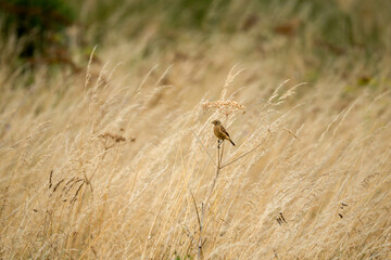 a female stonechat (Saxicola rubicola) perched high on a meadow plant