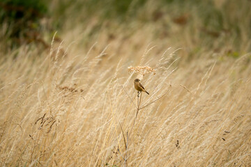 a female stonechat (Saxicola rubicola) perched high on a meadow plant