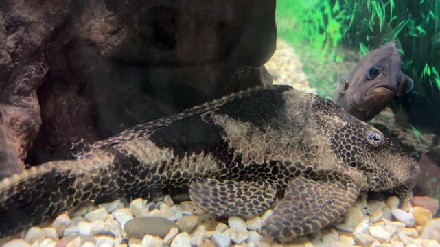 werewolf catfish WEREWOLF CATFISH Synodontis Synodontis is a genus of ray-finned fish name of genus can be translated as fused teeth, Synodontis are large representatives of somiformes.