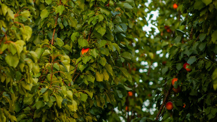 Lush green foliage of fruit trees with ripening peaches, ideal for concepts of organic farming, harvest season, and summer