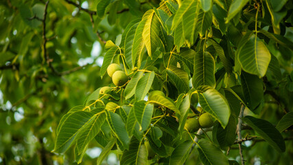 Close-up of walnut tree branches with lush green leaves and young nuts in summer, ideal for agricultural and nature concepts