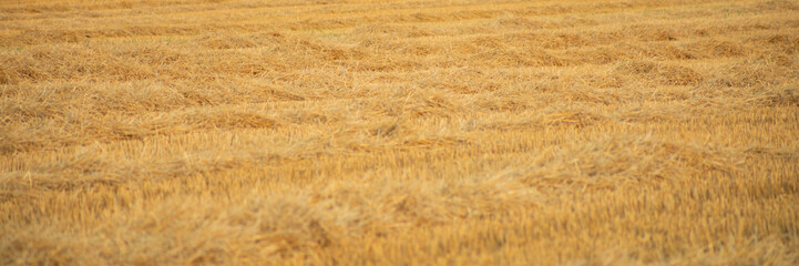 Golden wheat field post-harvest symbolizing abundance and agricultural success during harvest season