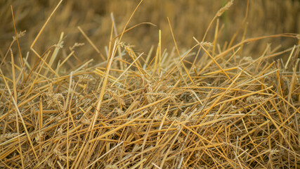 Fototapeta premium Golden wheat straw scattered in a field representing autumn harvest and sustainable farming practices