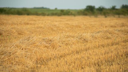Golden wheat fields harvested and dried under the summer sun, concept of agricultural productivity and harvest season