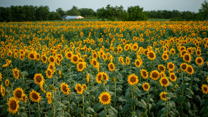 Fototapeta premium A vibrant field of sunflowers in full bloom showcases the beauty of summer and the joy of nature's abundance