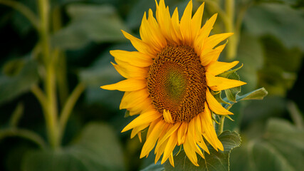A vibrant sunflower in full bloom represents growth and positivity during summer