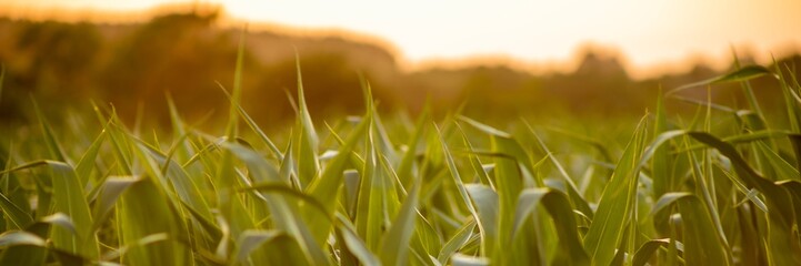 Lush green cornfield bathed in golden sunset light, representing agricultural abundance and rural...