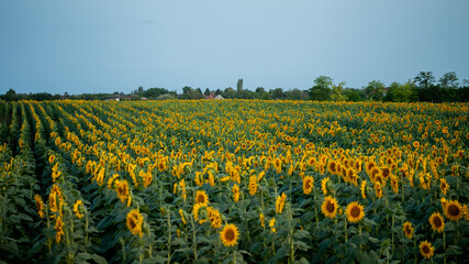Fototapeta premium A vast sunflower field in full bloom under a clear blue sky evokes the essence of summer and rural tranquility